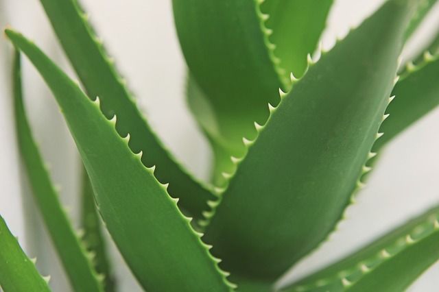 Locion Regenerante Ecologica con AOVE Ecologico D.O. Sierra de Cazorla